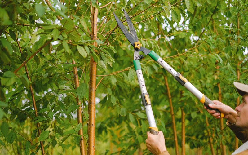 Tree trimming in Buxton, OR
