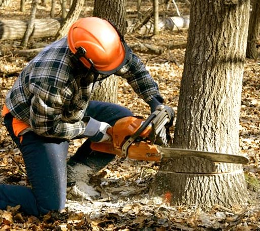 Tree Removal in Buxton, OR